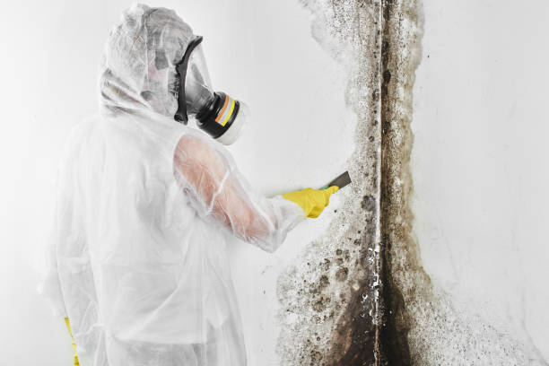 Crawl Space Mold Removal in Tome, NM