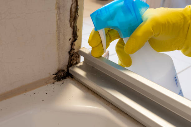 Best Certified Mold Removal  in Tome, NM