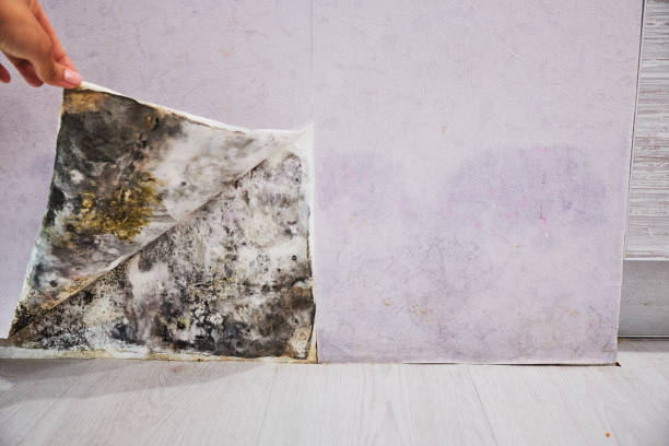 Best Mold Remediation  in Tome, NM